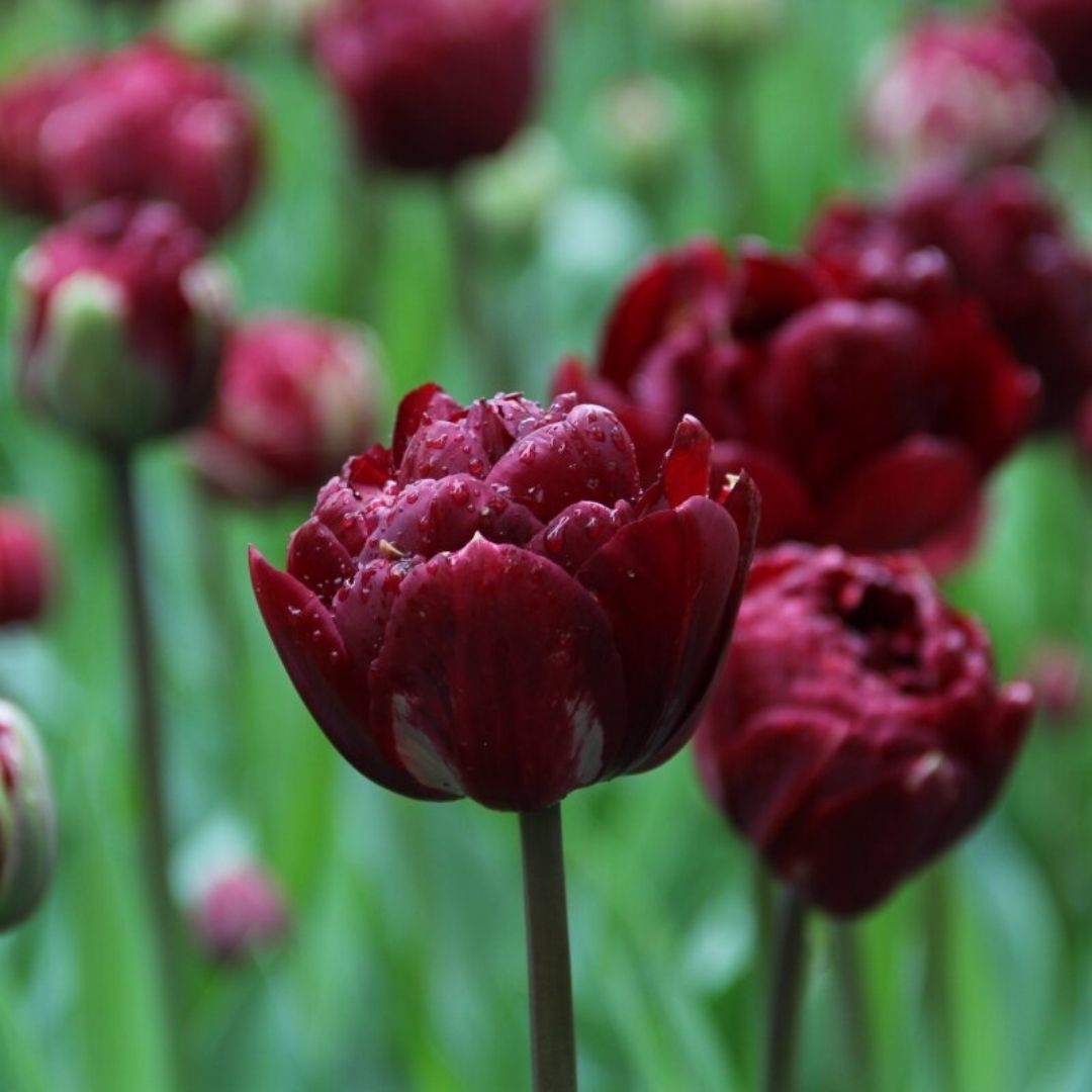 Uncle Tom Lale Soğanı - Tulipa - Bordo
