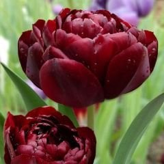 Uncle Tom Lale Soğanı - Tulipa - Bordo