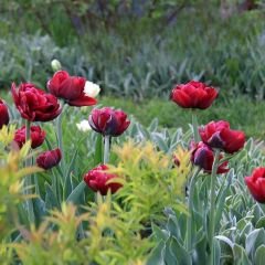 Uncle Tom Lale Soğanı - Tulipa - Bordo