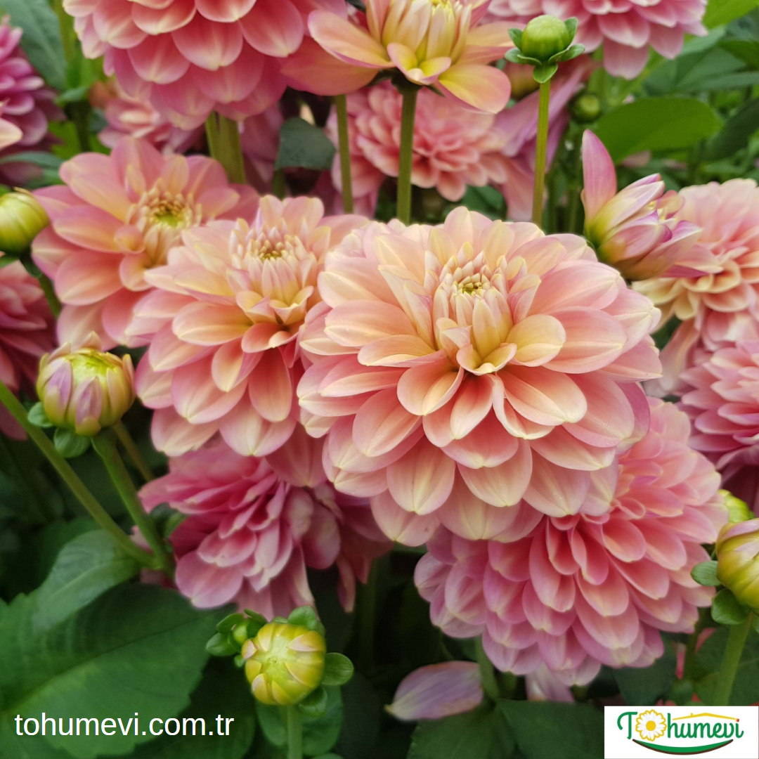 Dahlia Yıldız - Dalya - Patates Çiçeği Kök - Milena Fleur - Soft Pembe Ebruli