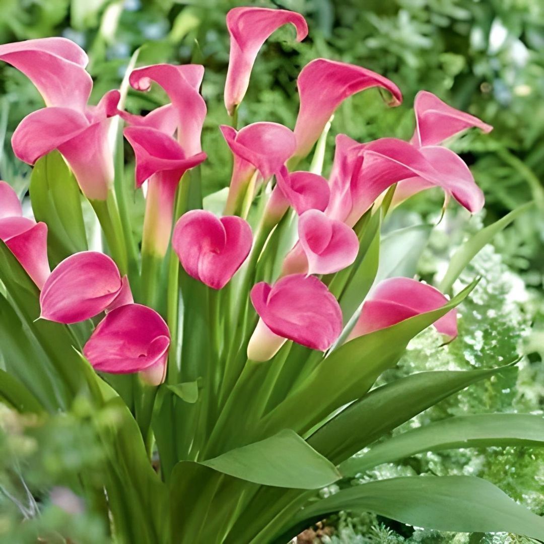 Gala Çiçeği Soğanı - Calla Lily - Pink Pupy