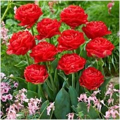 Double Pamplona Lale Soğanı - Tulipa - Parlak Kırmızı
