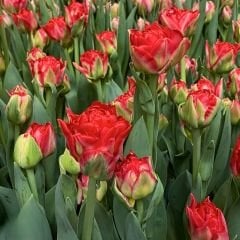 Double Pamplona Lale Soğanı - Tulipa - Parlak Kırmızı