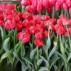 Double Pamplona Lale Soğanı - Tulipa - Parlak Kırmızı