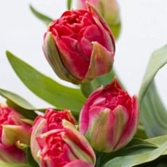 Double Pamplona Lale Soğanı - Tulipa - Parlak Kırmızı