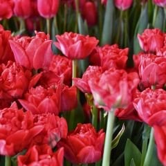 Double Pamplona Lale Soğanı - Tulipa - Parlak Kırmızı