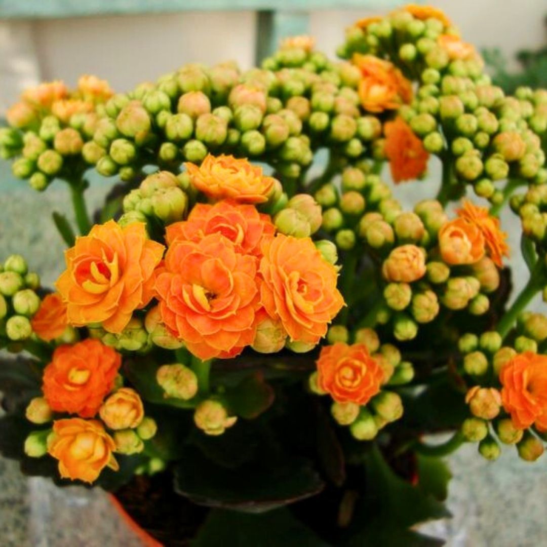 İthal Kalanşo Çiçeği Saksıda Turuncu – Kalanchoe