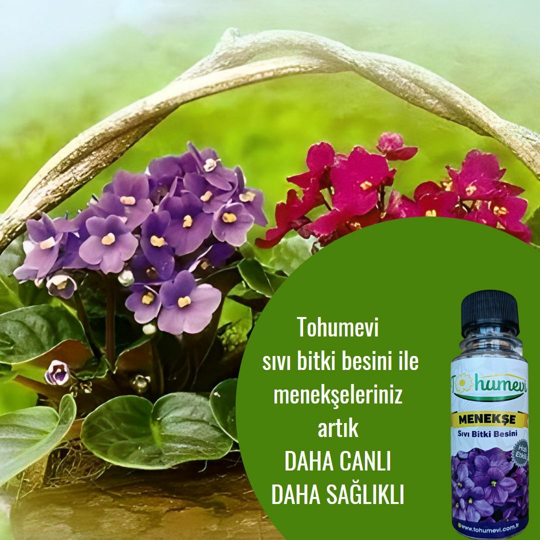 Menekşe İçin Sıvı Bitki Besini