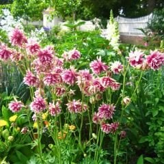 AquIilegia Christa Batlow vulgaris - Katmerli Haseki Küpesi Kök - Pembe Bayaz (4 adet)