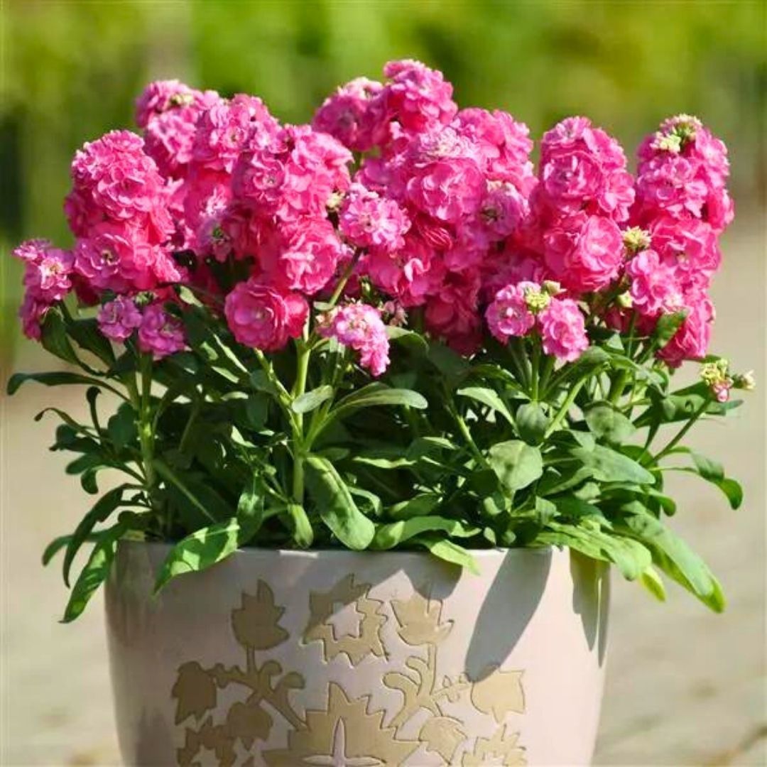 Şebboy Çiçeği Fidesi Kokulu Pembe - Matthiola Incana