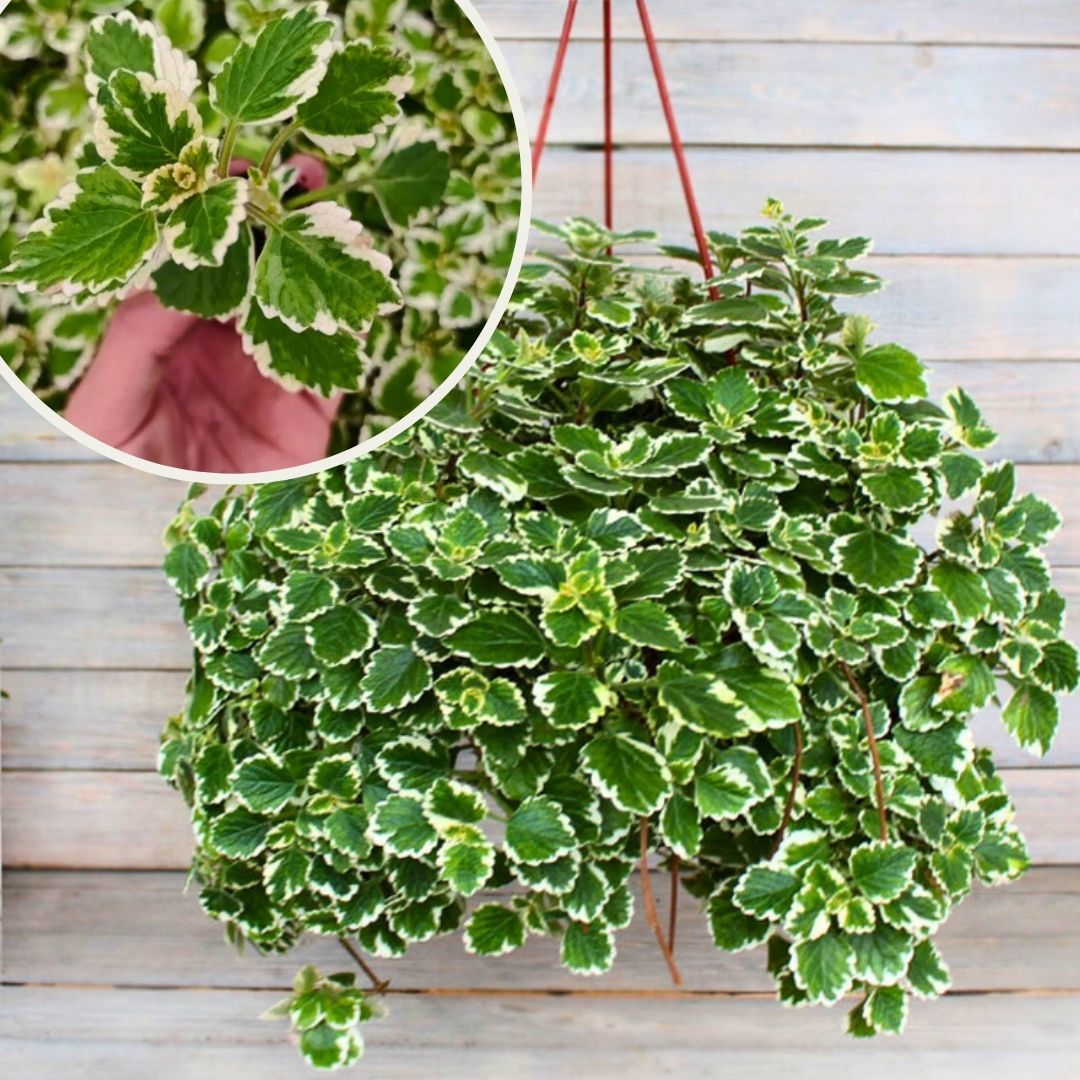 Sarkan Kokulu Plectranthus Forsteri Variegata Fidesi