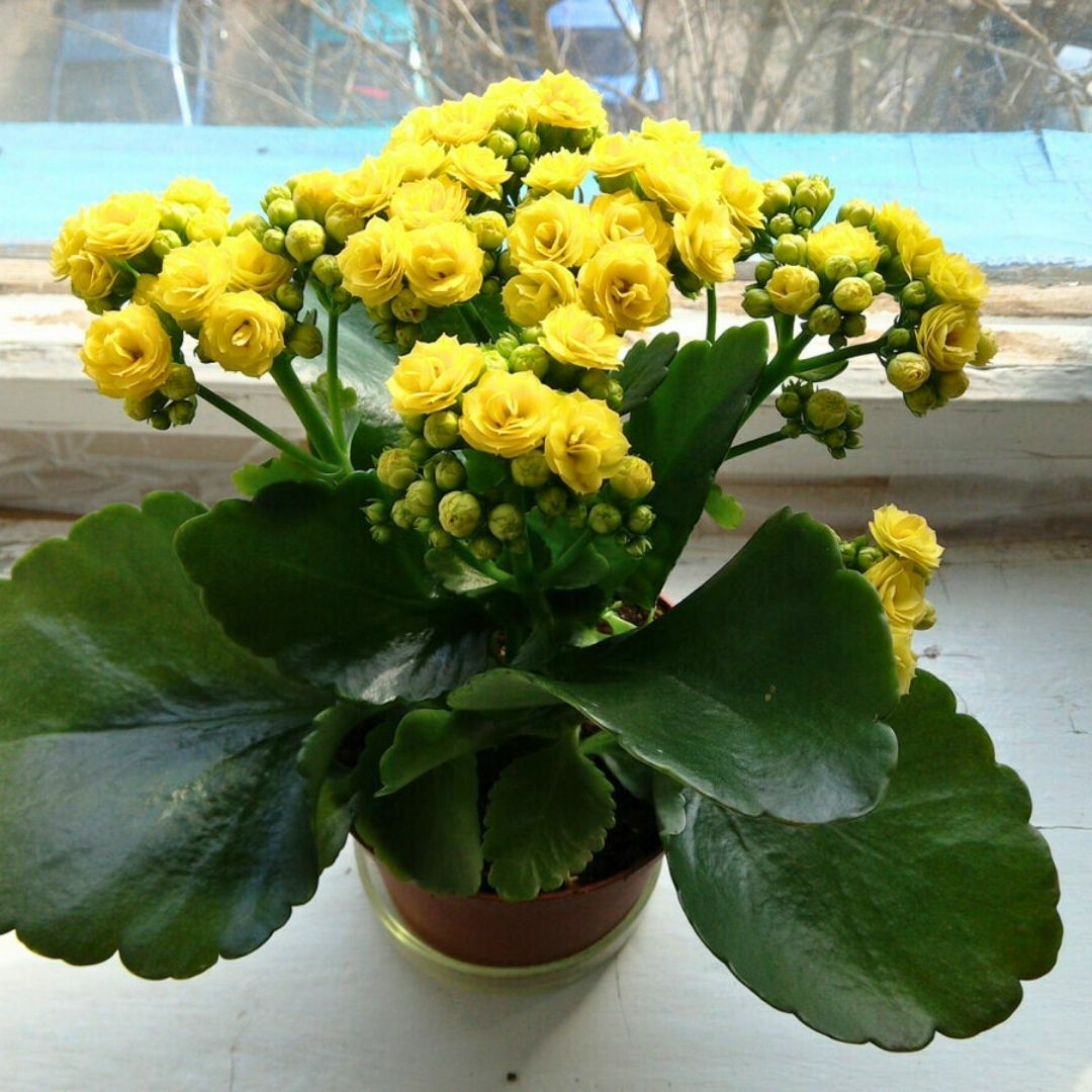 Kalanşo Çiçeği Fidesi Sarı – Kalanchoe