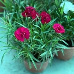 Karanfil Dainthus Caryophyllus – Bahçe Karanfili