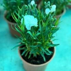 Karanfil Dainthus Caryophyllus – Bahçe Karanfili