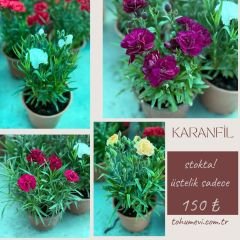 Karanfil Dainthus Caryophyllus – Bahçe Karanfili