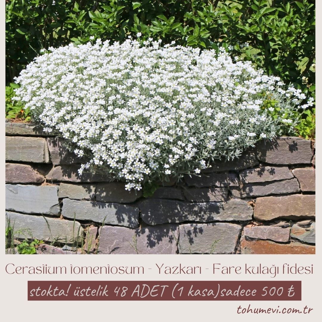 Cerastium tomentosum - Yazkarı - Fare kulağı fidesi (1 KASA /48 adet fide)
