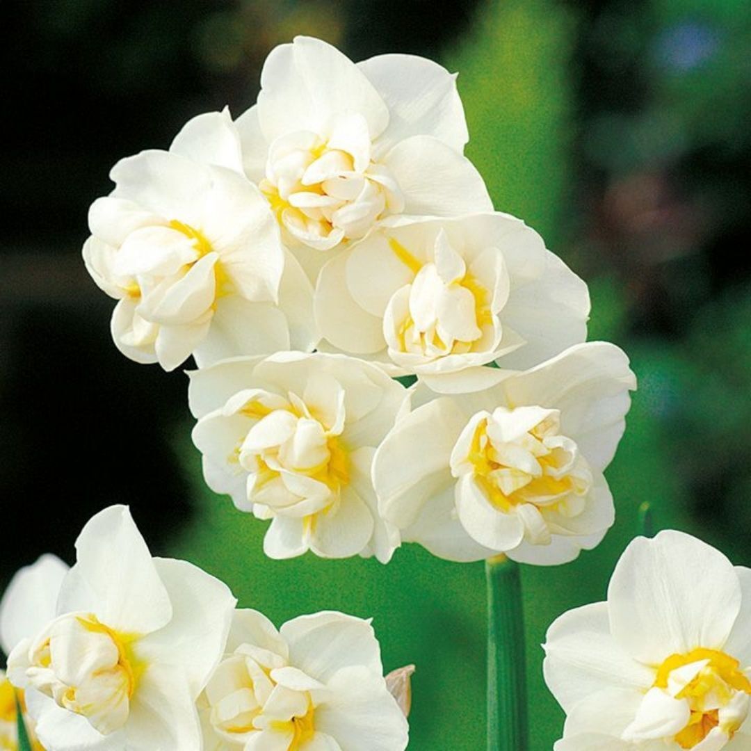 Cheerfulnes Nergis Soğanı – Narcissus