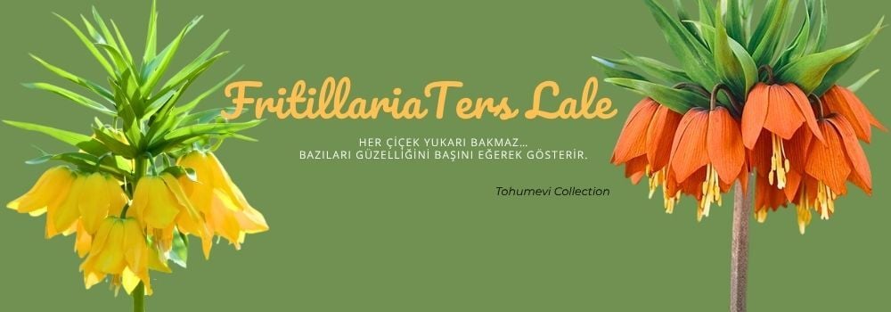 YENİ SEZON