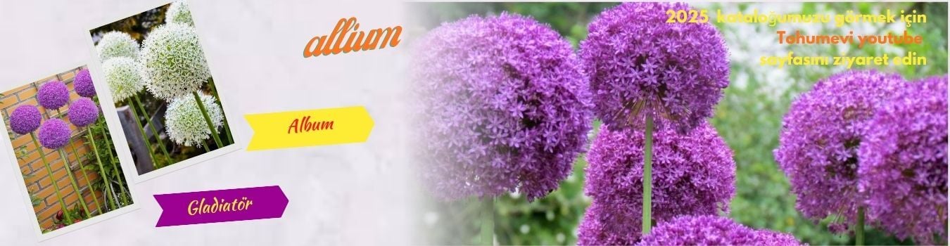 YENİ SEZON
