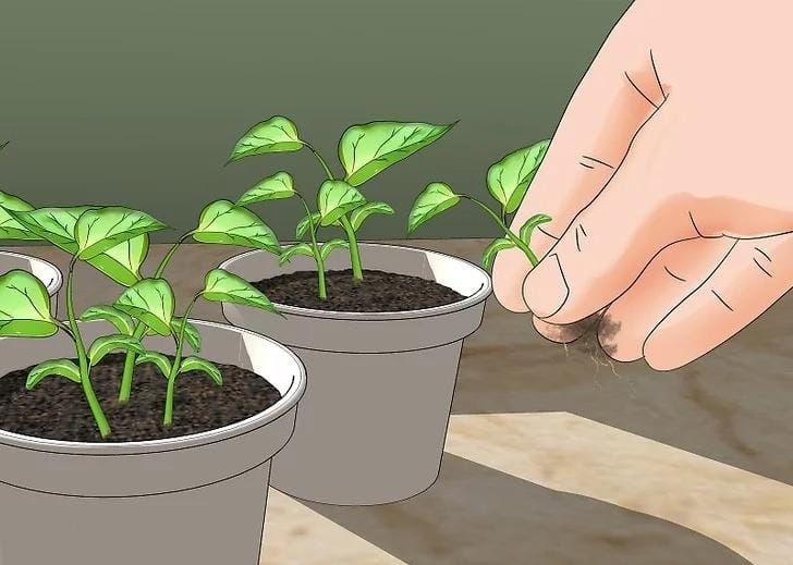 biber tohumdan nasıl yetiştirilir