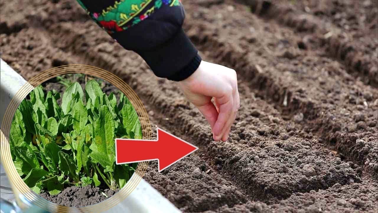 ıspanak tohumu nasıl ekilir