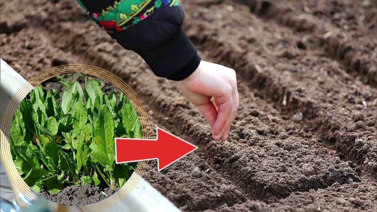 Как сажать укроп в грунт семенами