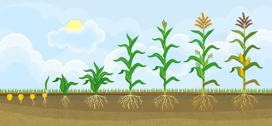 mısır tohumu nasıl ekilir