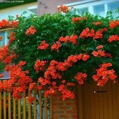 Acem Borusu Sarmaşığı Fidanı - Campsis Radicans