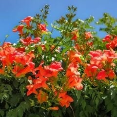 Acem Borusu Sarmaşığı Fidanı - Campsis Radicans