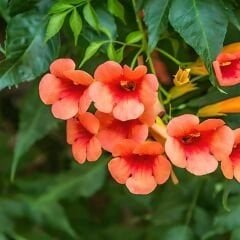 Acem Borusu Sarmaşığı Fidanı - Campsis Radicans