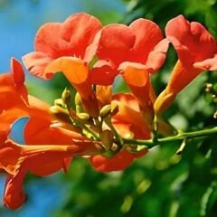 Acem Borusu Sarmaşığı Fidanı - Campsis Radicans