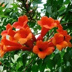 Acem Borusu Sarmaşığı Fidanı - Campsis Radicans