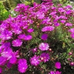 Acem halısı Tohumu - Drosanthemum floribundum