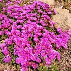 Acem halısı Tohumu - Drosanthemum floribundum