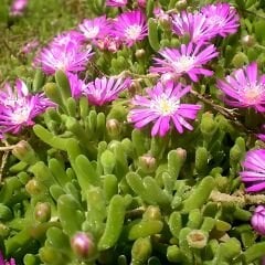 Acem halısı Tohumu - Drosanthemum floribundum