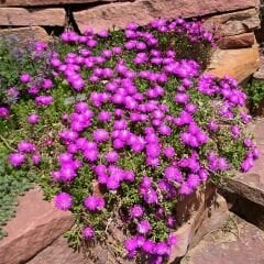 Acem halısı Tohumu - Drosanthemum floribundum