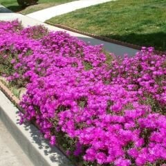 Acem halısı Tohumu - Drosanthemum floribundum