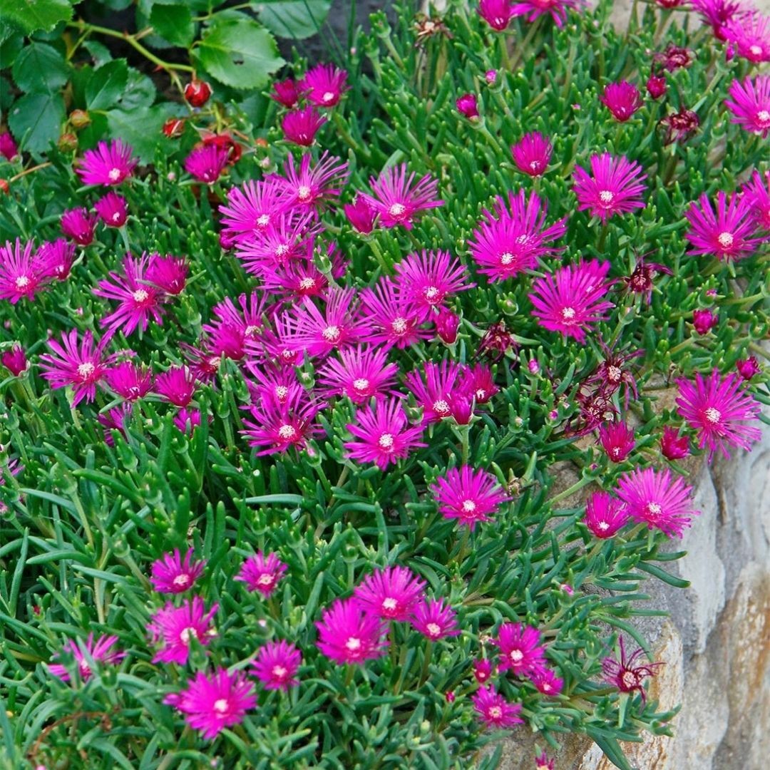 Acem halısı Tohumu - Drosanthemum floribundum