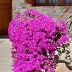 Acem halısı Tohumu - Drosanthemum floribundum