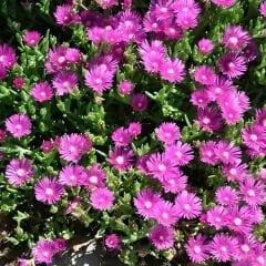 Acem halısı Tohumu - Drosanthemum floribundum