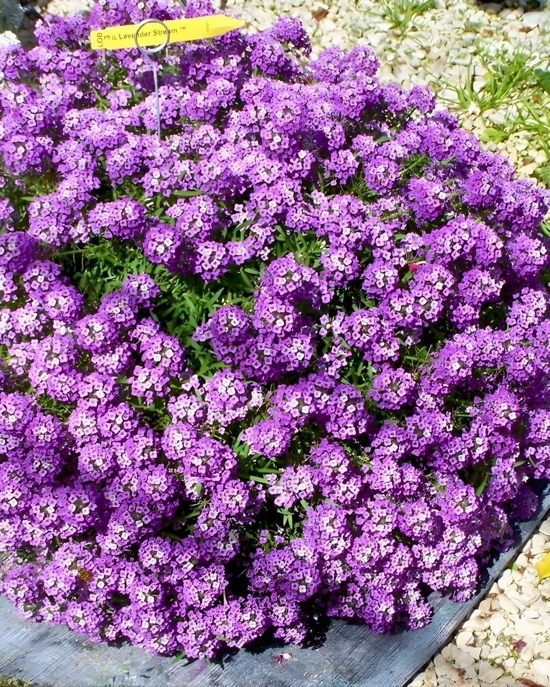 Alisyum Mor Çiçek –Ballıca -  Kraliyet - Halısı Tohumu