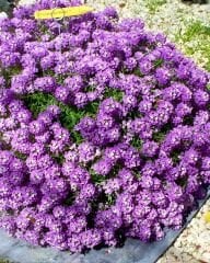 Alisyum Mor Çiçek –Ballıca -  Kraliyet - Halısı Tohumu