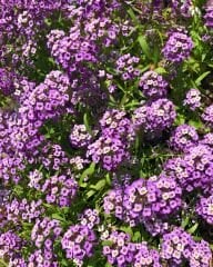 Alisyum Mor Çiçek –Ballıca -  Kraliyet - Halısı Tohumu