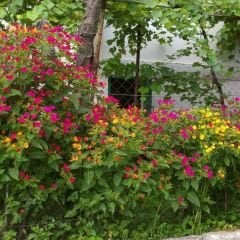 ﻿Akşam Sefası Çiçeği -  Mirabilis Jalapa - Tohumu