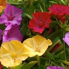 ﻿Akşam Sefası Çiçeği -  Mirabilis Jalapa - Tohumu