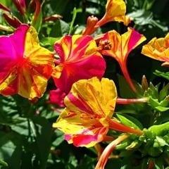 ﻿Akşam Sefası Çiçeği -  Mirabilis Jalapa - Tohumu