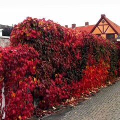 Amerikan Sarmaşık – Beşparmak Sarmaşığı Tohumu –  Parthenocissus Veitchii Boston İvy