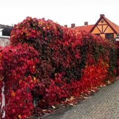 Amerikan Sarmaşık – Beşparmak Sarmaşığı Tohumu –  Parthenocissus Veitchii Boston İvy