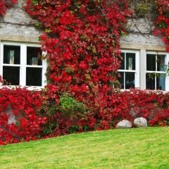 Amerikan Sarmaşık – Beşparmak Sarmaşığı Tohumu –  Parthenocissus Veitchii Boston İvy