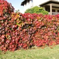 ﻿Amerikan Sarmaşık – Beşparmak Sarmaşığı Tohumu –  Parthenocissus Veitchii Boston İvy